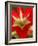 Red Amaryllis, Edgewater, Florida-Lisa S. Engelbrecht-Framed Photographic Print