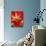 Red Amaryllis, Edgewater, Florida-Lisa S. Engelbrecht-Photographic Print displayed on a wall