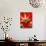 Red Amaryllis, Edgewater, Florida-Lisa S. Engelbrecht-Photographic Print displayed on a wall