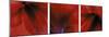 Red Amaryllis Triptych-Anna Miller-Mounted Photographic Print