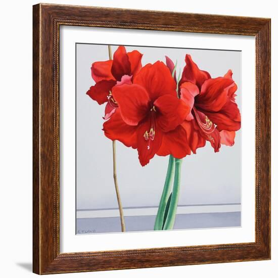 Red Amaryllis-Christopher Ryland-Framed Giclee Print