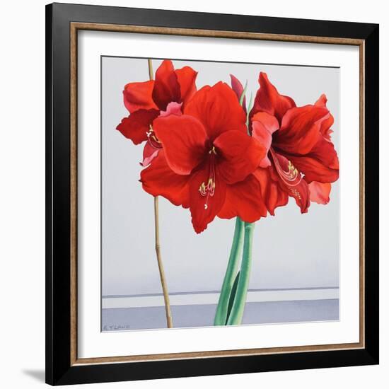 Red Amaryllis-Christopher Ryland-Framed Giclee Print