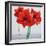 Red Amaryllis-Christopher Ryland-Framed Giclee Print