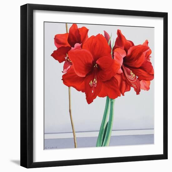 Red Amaryllis-Christopher Ryland-Framed Giclee Print