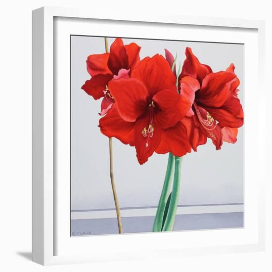 Red Amaryllis-Christopher Ryland-Framed Giclee Print