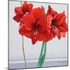 Red Amaryllis-Christopher Ryland-Mounted Giclee Print