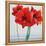 Red Amaryllis-Christopher Ryland-Framed Premier Image Canvas