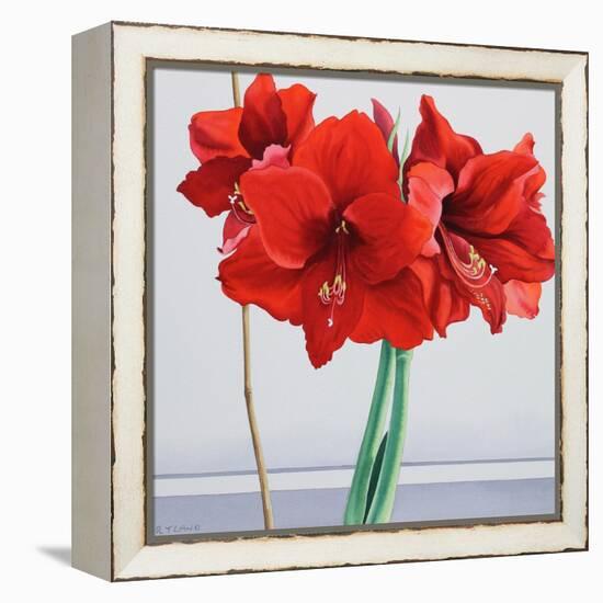 Red Amaryllis-Christopher Ryland-Framed Premier Image Canvas