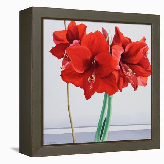 Red Amaryllis-Christopher Ryland-Framed Premier Image Canvas