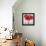 Red Amaryllis-Christopher Ryland-Framed Premier Image Canvas displayed on a wall