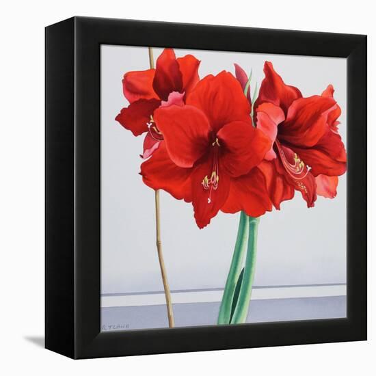 Red Amaryllis-Christopher Ryland-Framed Premier Image Canvas