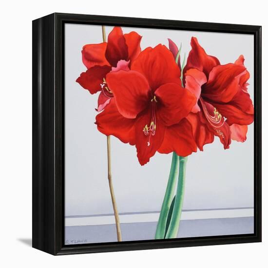 Red Amaryllis-Christopher Ryland-Framed Premier Image Canvas