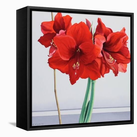 Red Amaryllis-Christopher Ryland-Framed Premier Image Canvas