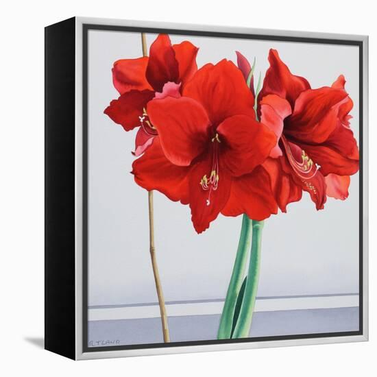 Red Amaryllis-Christopher Ryland-Framed Premier Image Canvas