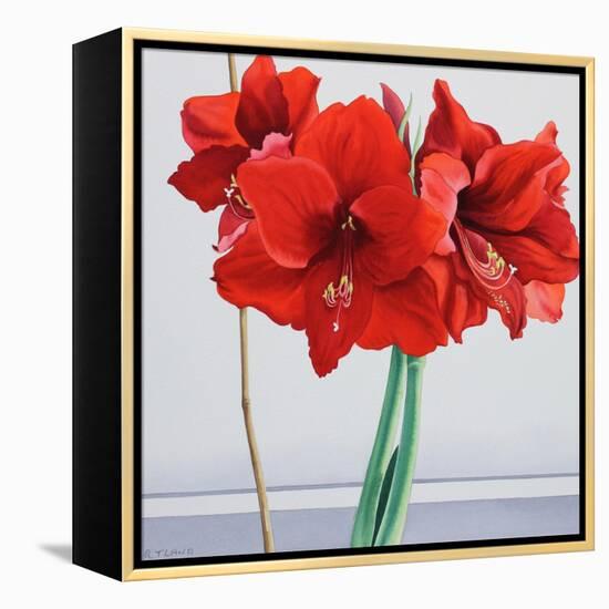 Red Amaryllis-Christopher Ryland-Framed Premier Image Canvas