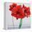 Red Amaryllis-Christopher Ryland-Framed Premier Image Canvas