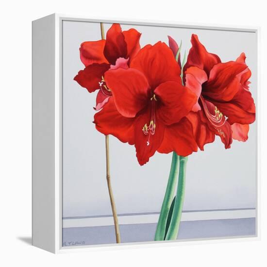 Red Amaryllis-Christopher Ryland-Framed Premier Image Canvas