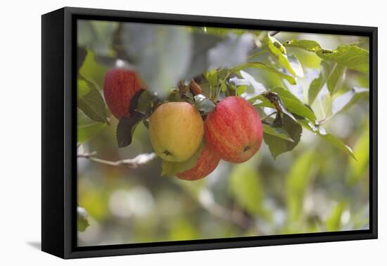 Red and a Yellow Apple Hang on a Branch of an Apple Tree-Petra Daisenberger-Framed Premier Image Canvas