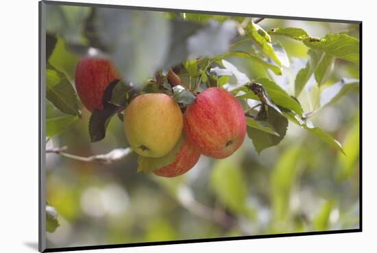 Red and a Yellow Apple Hang on a Branch of an Apple Tree-Petra Daisenberger-Mounted Photographic Print