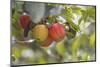Red and a Yellow Apple Hang on a Branch of an Apple Tree-Petra Daisenberger-Mounted Photographic Print