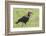Red and Black Ground Hornbill Walking on Grass, Close-up View-James Heupel-Framed Photographic Print