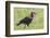 Red and Black Ground Hornbill Walking on Grass, Close-up View-James Heupel-Framed Photographic Print