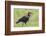 Red and Black Ground Hornbill Walking on Grass, Close-up View-James Heupel-Framed Photographic Print