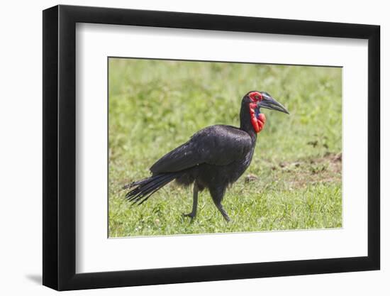 Red and Black Ground Hornbill Walking on Grass, Close-up View-James Heupel-Framed Photographic Print