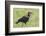 Red and Black Ground Hornbill Walking on Grass, Close-up View-James Heupel-Framed Photographic Print