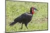 Red and Black Ground Hornbill Walking on Grass, Close-up View-James Heupel-Mounted Photographic Print