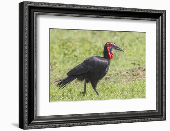 Red and Black Ground Hornbill Walking on Grass, Close-up View-James Heupel-Framed Photographic Print