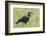 Red and Black Ground Hornbill Walking on Grass, Close-up View-James Heupel-Framed Photographic Print