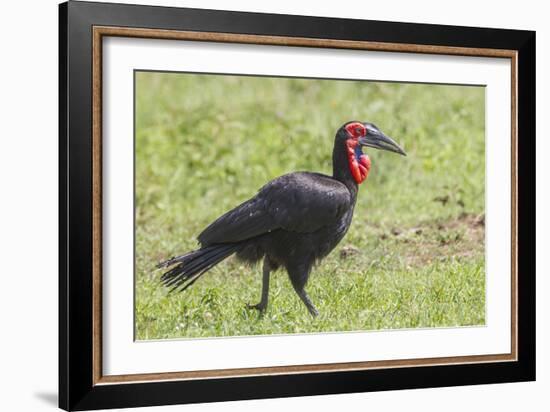 Red and Black Ground Hornbill Walking on Grass, Close-up View-James Heupel-Framed Photographic Print