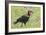 Red and Black Ground Hornbill Walking on Grass, Close-up View-James Heupel-Framed Photographic Print