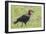 Red and Black Ground Hornbill Walking on Grass, Close-up View-James Heupel-Framed Photographic Print