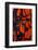 Red and Black Wing Feathers-Darrell Gulin-Framed Photographic Print