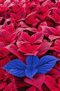 Red and blue coleus leaves.' Print Adam Jones | Art.com