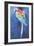 Red and Blue Macaw, 2002-Odile Kidd-Framed Giclee Print