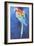 Red and Blue Macaw, 2002-Odile Kidd-Framed Giclee Print