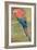 Red and Blue Macaw (W/C Heightened with White on Paper)-Henry Stacey Marks-Framed Giclee Print