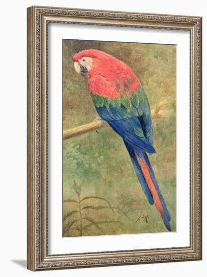 Red and Blue Macaw (W/C Heightened with White on Paper)-Henry Stacey Marks-Framed Giclee Print