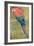 Red and Blue Macaw (W/C Heightened with White on Paper)-Henry Stacey Marks-Framed Giclee Print