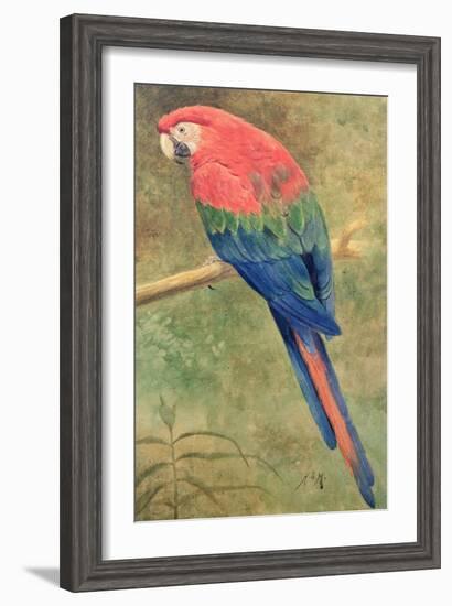 Red and Blue Macaw (W/C Heightened with White on Paper)-Henry Stacey Marks-Framed Giclee Print