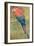 Red and Blue Macaw (W/C Heightened with White on Paper)-Henry Stacey Marks-Framed Giclee Print