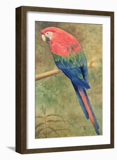 Red and Blue Macaw (W/C Heightened with White on Paper)-Henry Stacey Marks-Framed Giclee Print