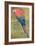 Red and Blue Macaw (W/C Heightened with White on Paper)-Henry Stacey Marks-Framed Giclee Print