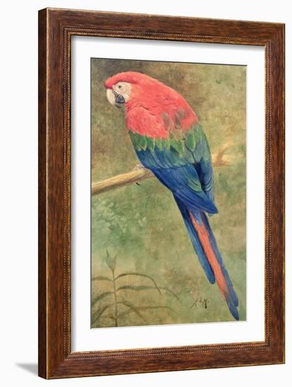 Red and Blue Macaw (W/C Heightened with White on Paper)-Henry Stacey Marks-Framed Giclee Print