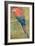 Red and Blue Macaw (W/C Heightened with White on Paper)-Henry Stacey Marks-Framed Giclee Print