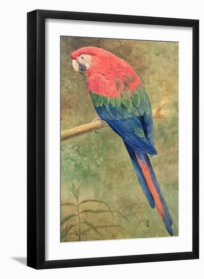 Red and Blue Macaw (W/C Heightened with White on Paper)-Henry Stacey Marks-Framed Giclee Print