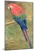 Red and Blue Macaw (W/C Heightened with White on Paper)-Henry Stacey Marks-Mounted Giclee Print